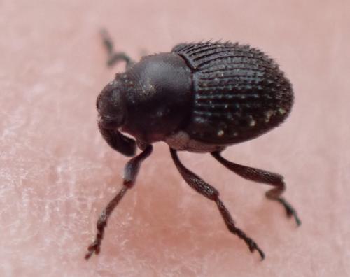 Réf. 326 338 : Zacladus exiguus